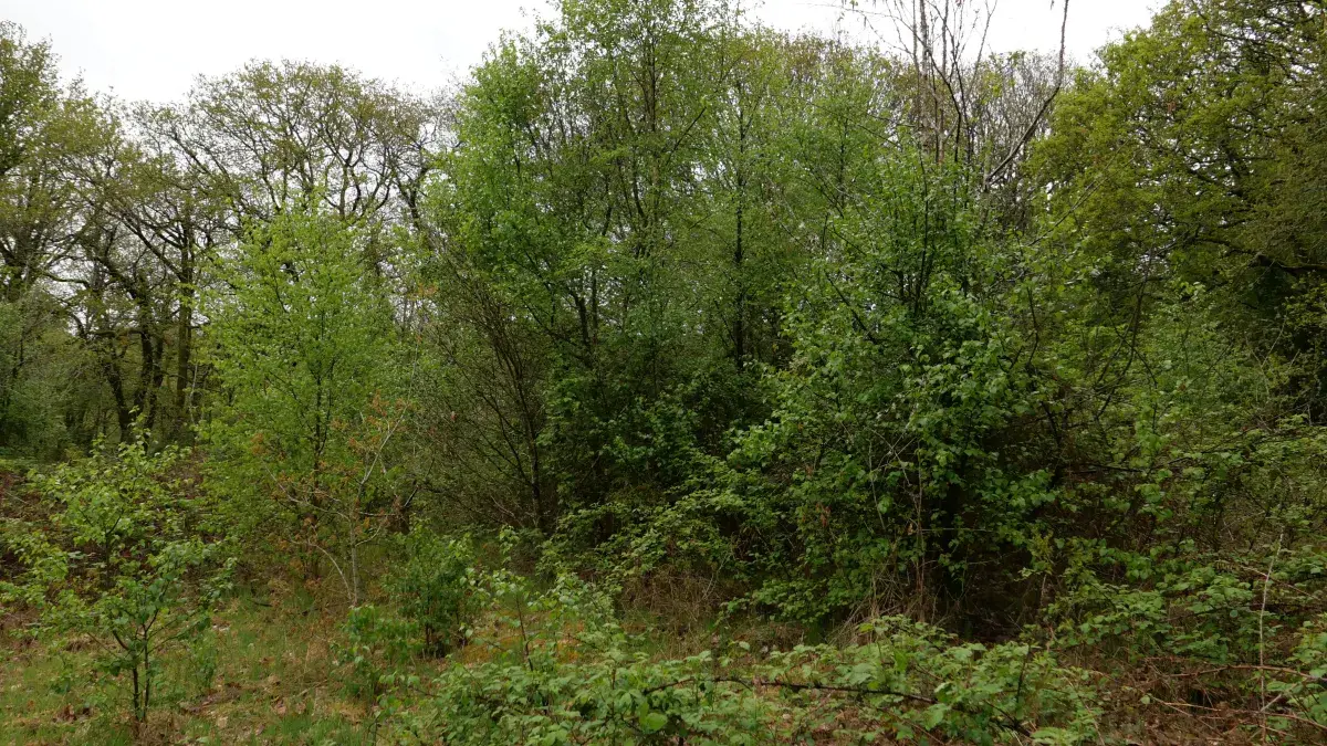woodland
