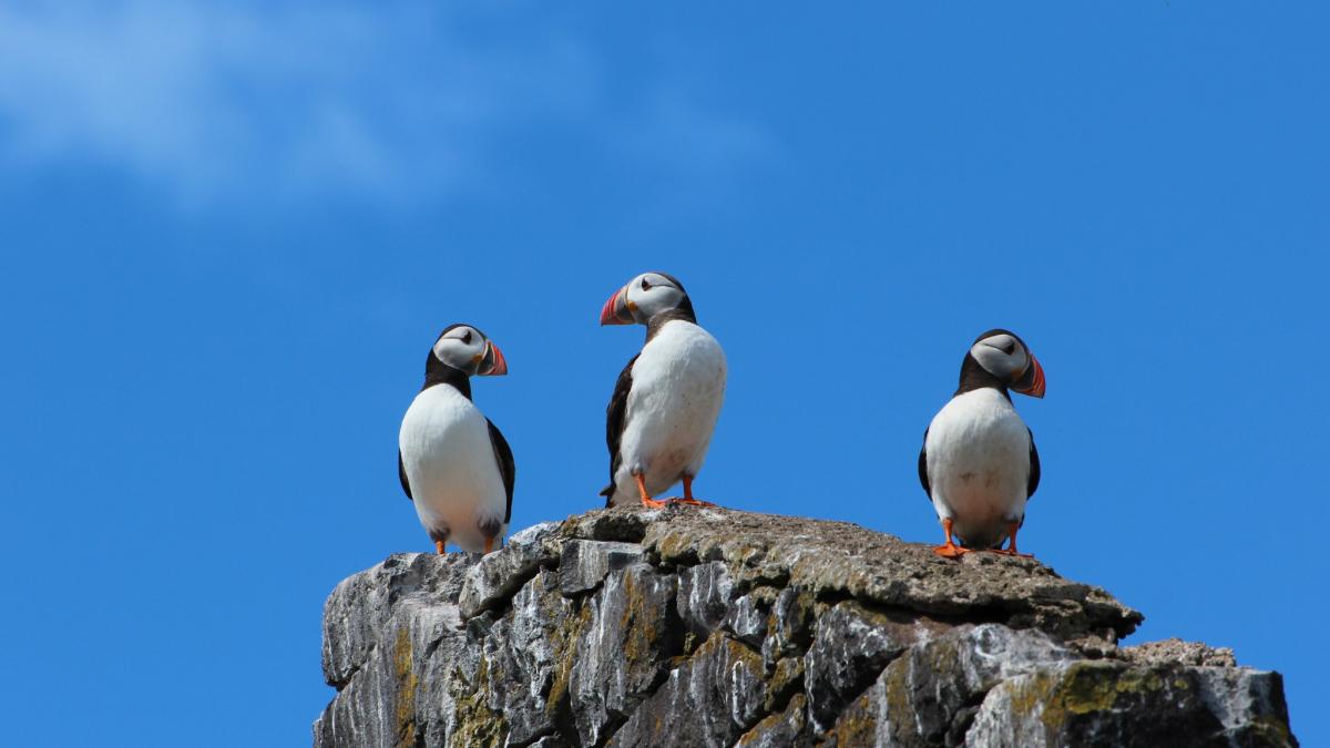 puffins on a cliff