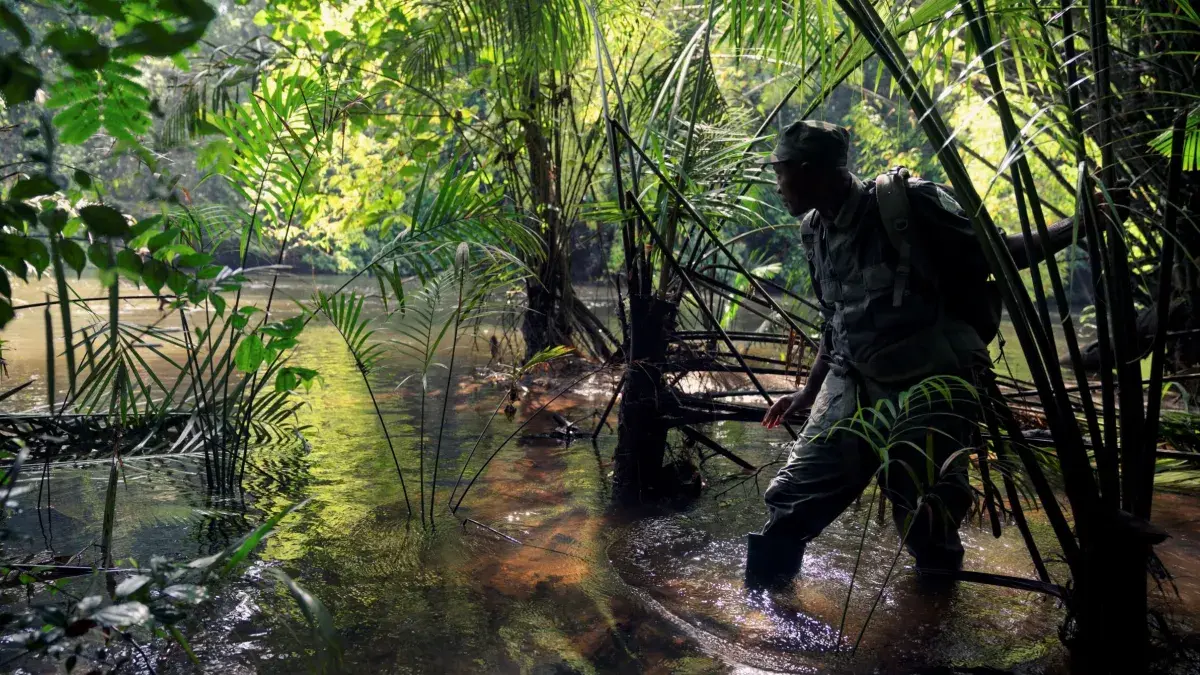 Ranger going through the forest in Sierra Leon