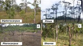 Four types of dominant trees