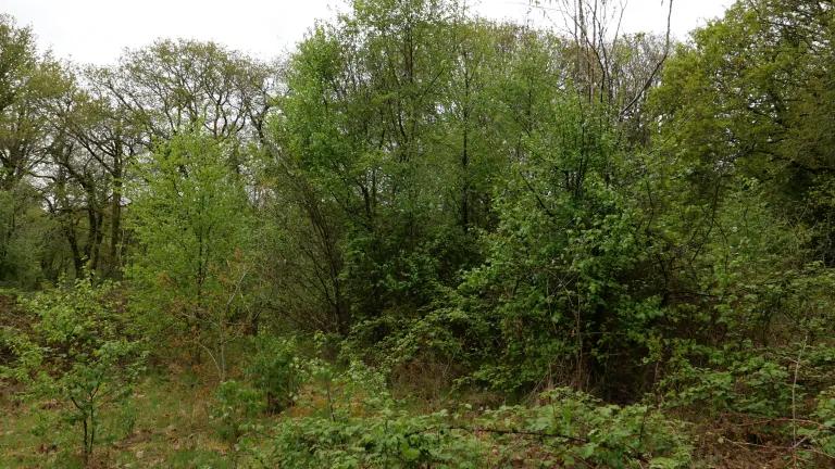 woodland