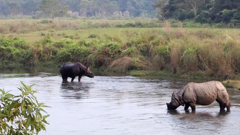 Two rhynos in a lake