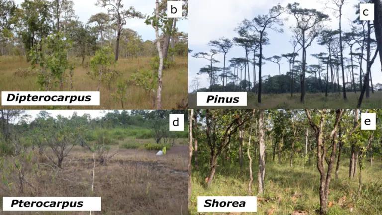 Four types of dominant trees