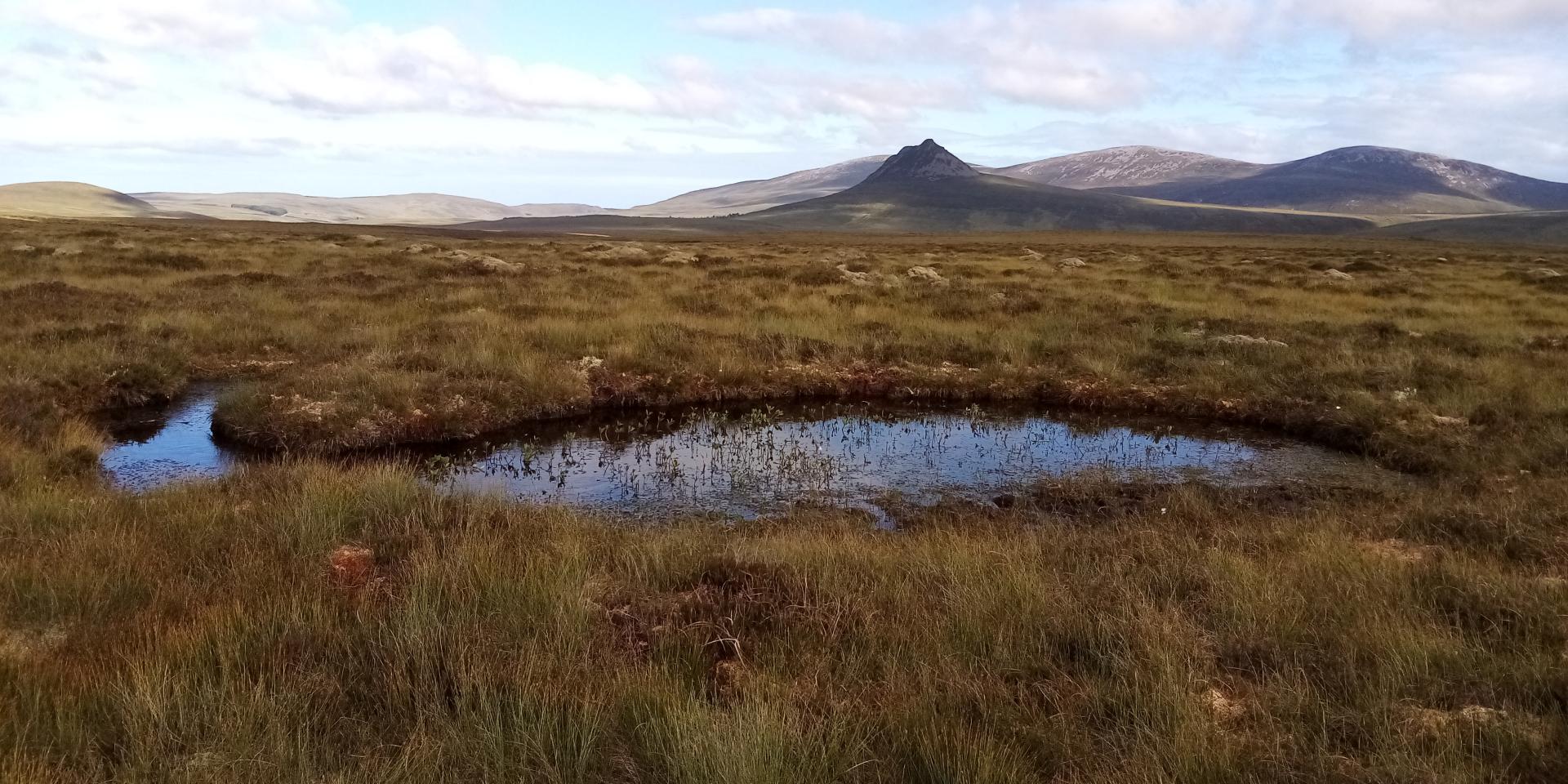 scottish peatlands