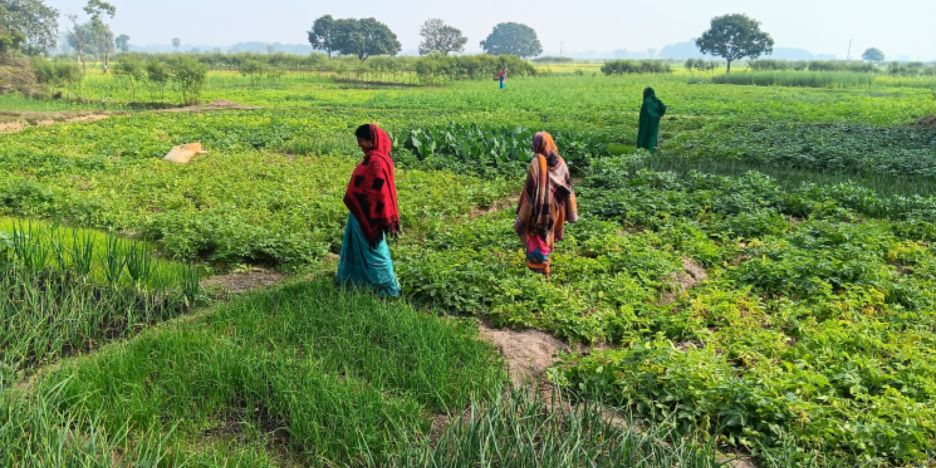 women working in the field 