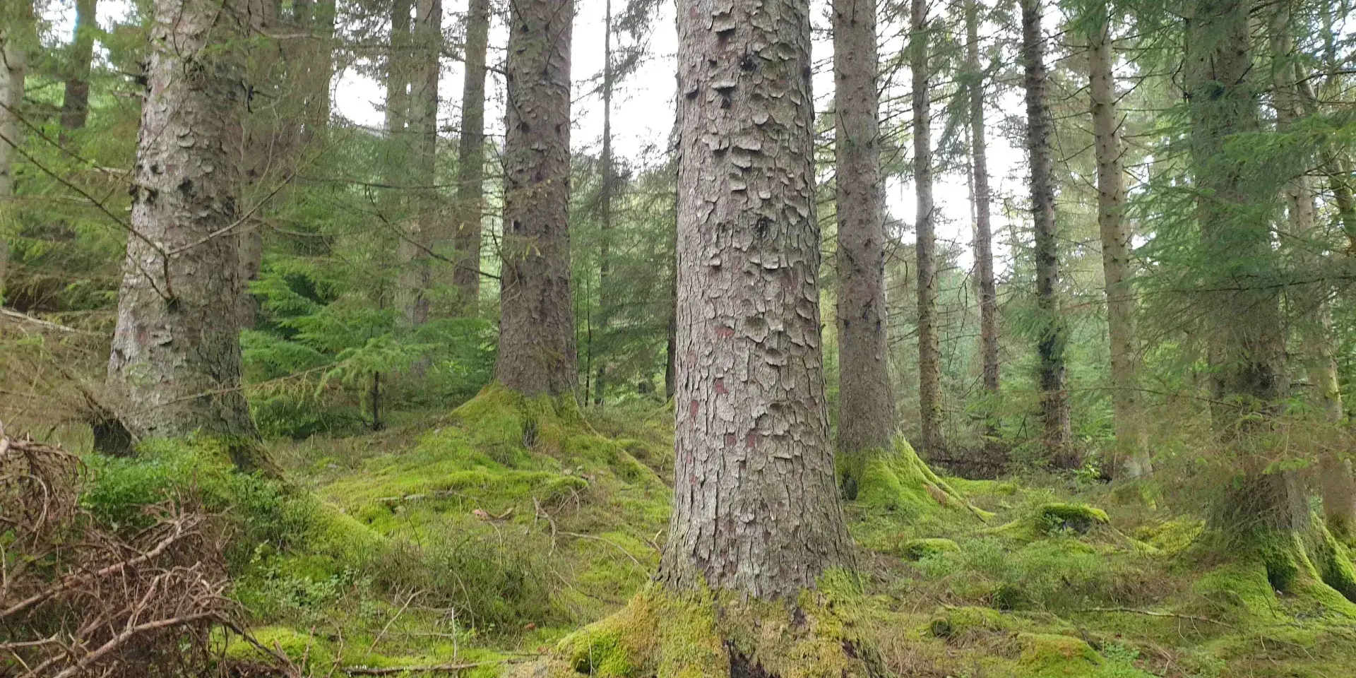 image of trees in forest