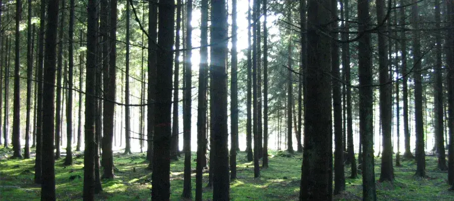 image of forest