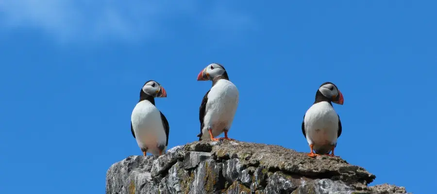 puffins on a cliff