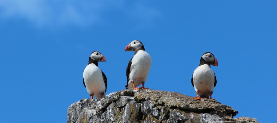 puffins on a cliff