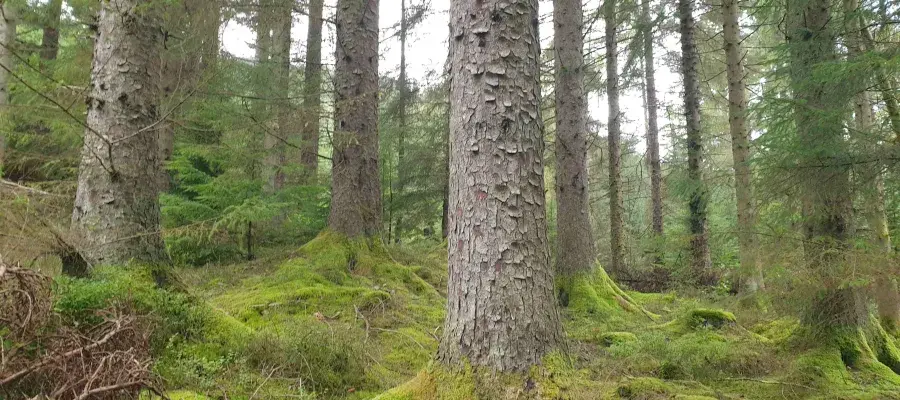 image of trees in forest
