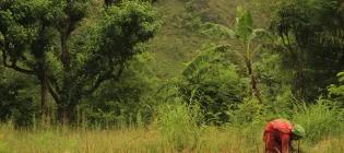 woman working in a field