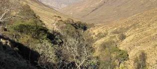 a landscape with hills, short grass and small tree growth