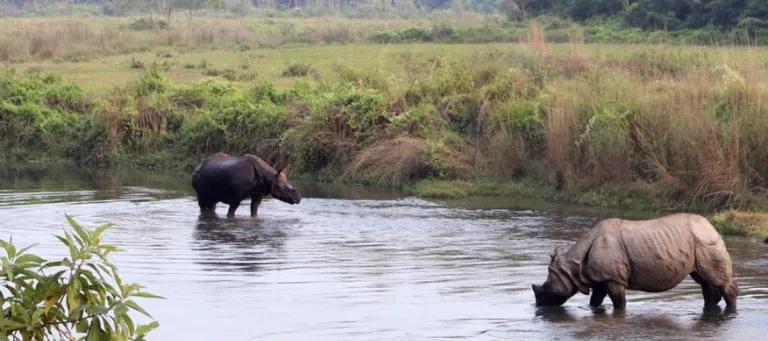 Two rhynos in a lake