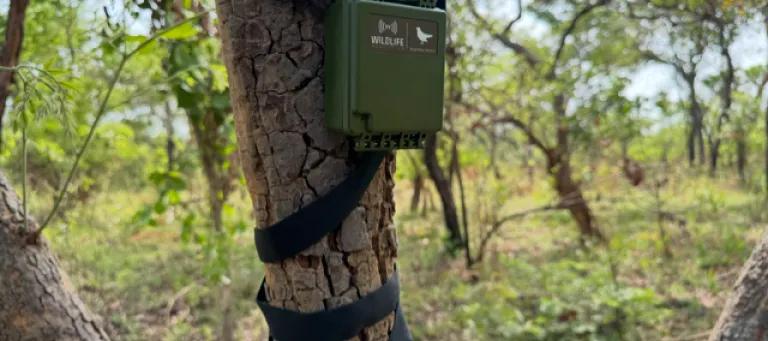 bioacoustics recording device on a tree