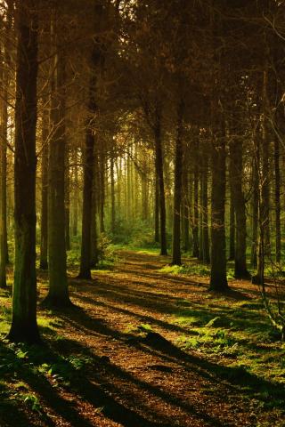 Trees for CSFL forest trees