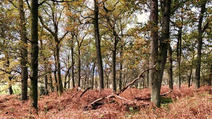 Oak compartment at Montrose Estates