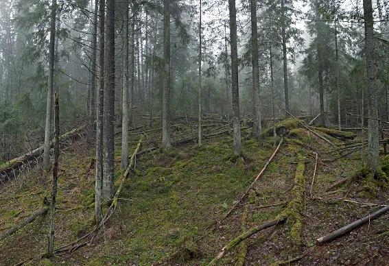 European spruce