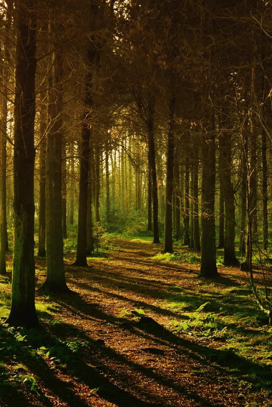 forest trees